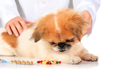Nutrition is the Key to Long-lasting Health